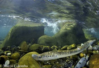 tesorifiume